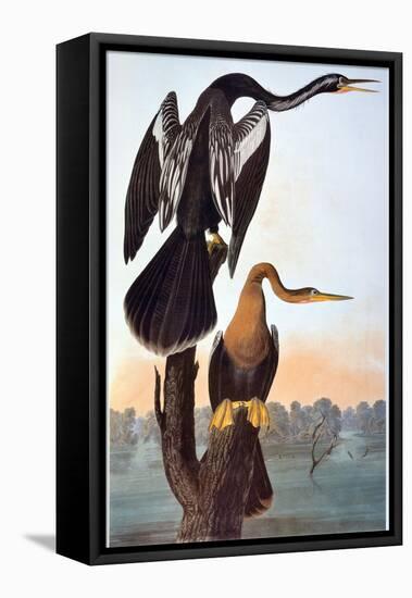 Audubon: Anhinga-John James Audubon-Framed Premier Image Canvas