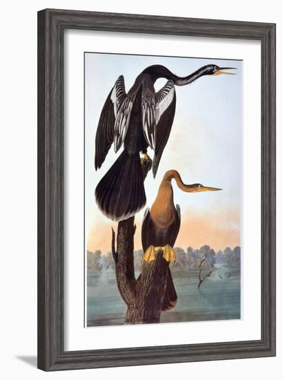 Audubon: Anhinga-John James Audubon-Framed Giclee Print