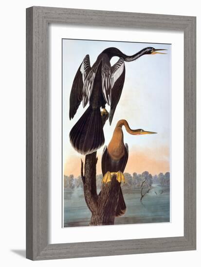 Audubon: Anhinga-John James Audubon-Framed Giclee Print