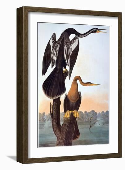 Audubon: Anhinga-John James Audubon-Framed Giclee Print