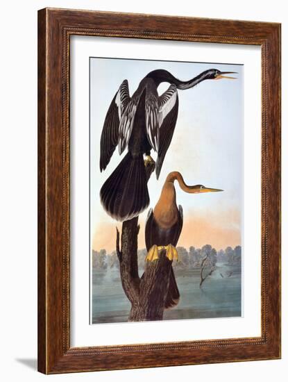 Audubon: Anhinga-John James Audubon-Framed Giclee Print