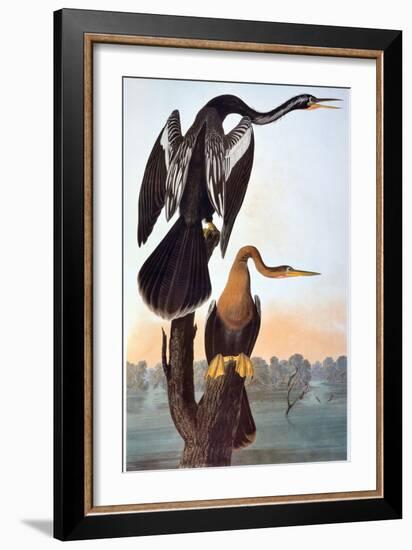 Audubon: Anhinga-John James Audubon-Framed Giclee Print