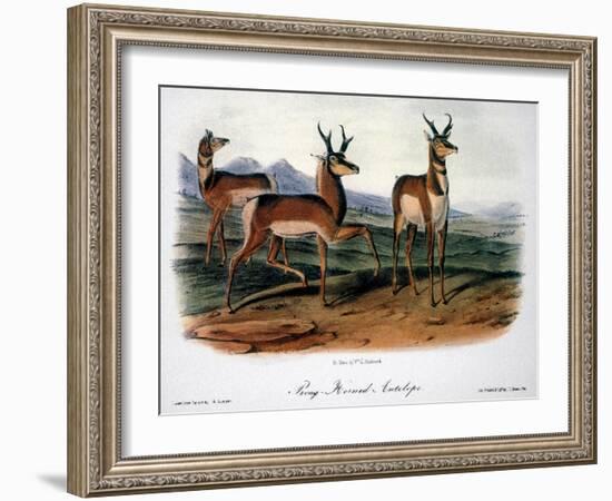 Audubon: Antelope, 1846-John James Audubon-Framed Giclee Print