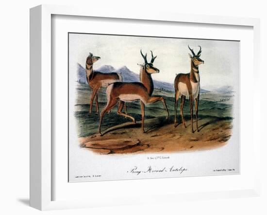 Audubon: Antelope, 1846-John James Audubon-Framed Giclee Print