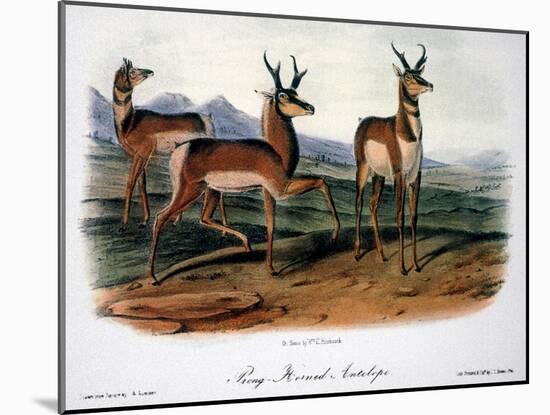 Audubon: Antelope, 1846-John James Audubon-Mounted Giclee Print