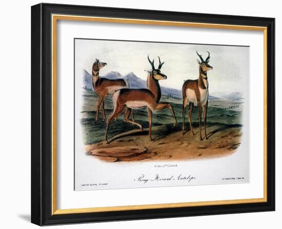 Audubon: Antelope, 1846-John James Audubon-Framed Giclee Print