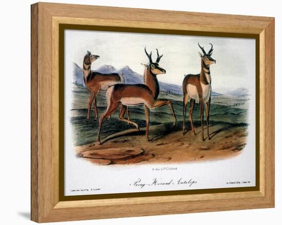 Audubon: Antelope, 1846-John James Audubon-Framed Premier Image Canvas