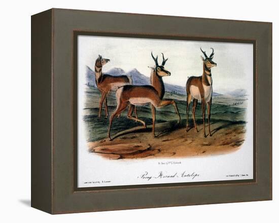 Audubon: Antelope, 1846-John James Audubon-Framed Premier Image Canvas