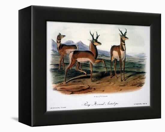 Audubon: Antelope, 1846-John James Audubon-Framed Premier Image Canvas