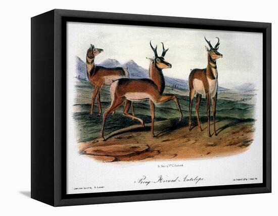 Audubon: Antelope, 1846-John James Audubon-Framed Premier Image Canvas