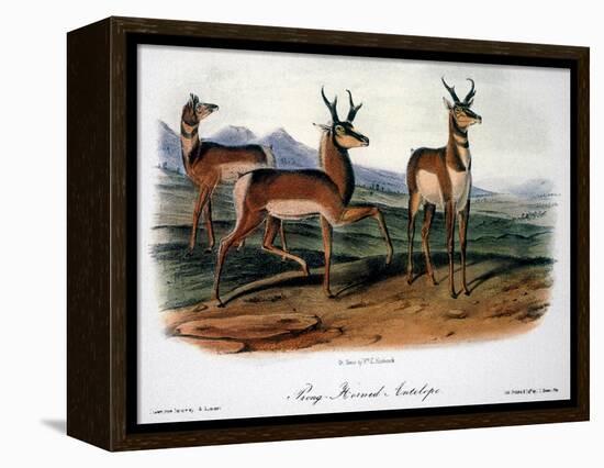 Audubon: Antelope, 1846-John James Audubon-Framed Premier Image Canvas