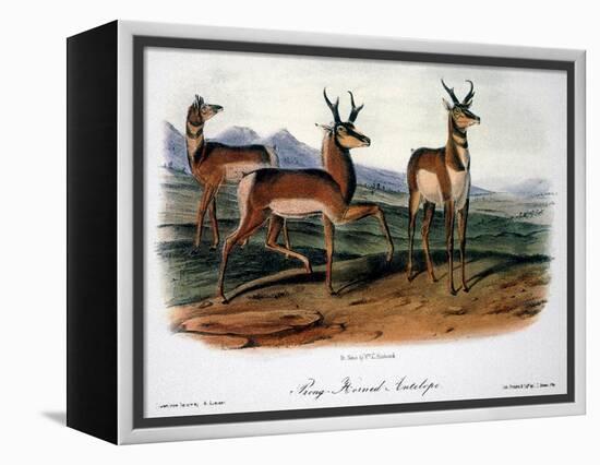 Audubon: Antelope, 1846-John James Audubon-Framed Premier Image Canvas