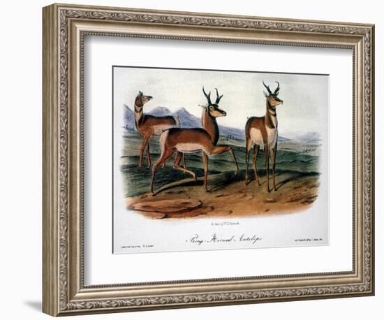 Audubon: Antelope, 1846-John James Audubon-Framed Giclee Print