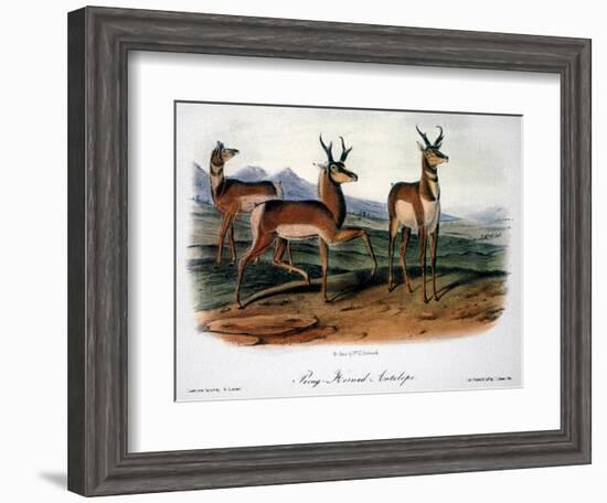 Audubon: Antelope, 1846-John James Audubon-Framed Giclee Print