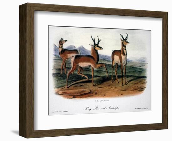 Audubon: Antelope, 1846-John James Audubon-Framed Giclee Print