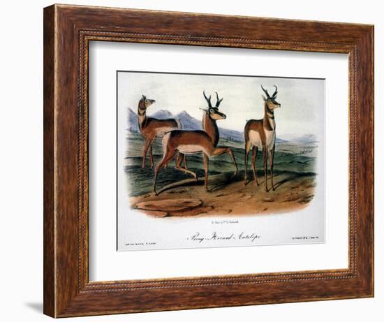 Audubon: Antelope, 1846-John James Audubon-Framed Giclee Print