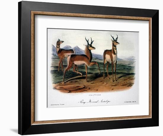 Audubon: Antelope, 1846-John James Audubon-Framed Giclee Print