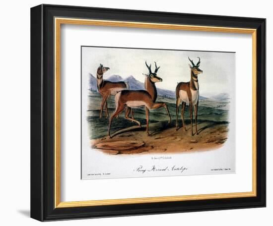 Audubon: Antelope, 1846-John James Audubon-Framed Giclee Print