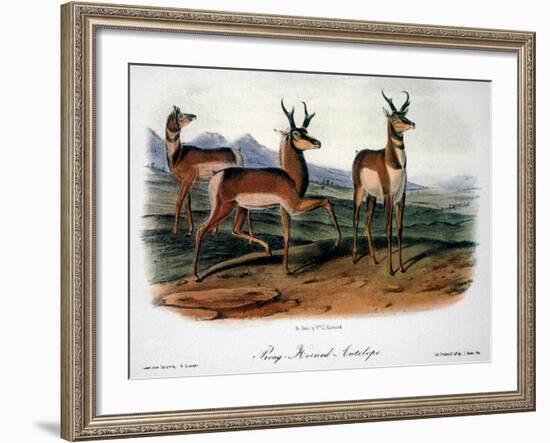 Audubon: Antelope, 1846-John James Audubon-Framed Giclee Print