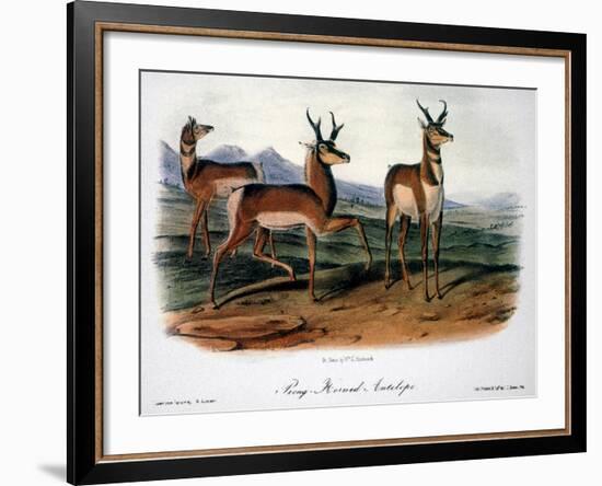 Audubon: Antelope, 1846-John James Audubon-Framed Giclee Print