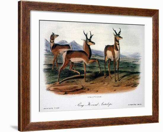 Audubon: Antelope, 1846-John James Audubon-Framed Giclee Print