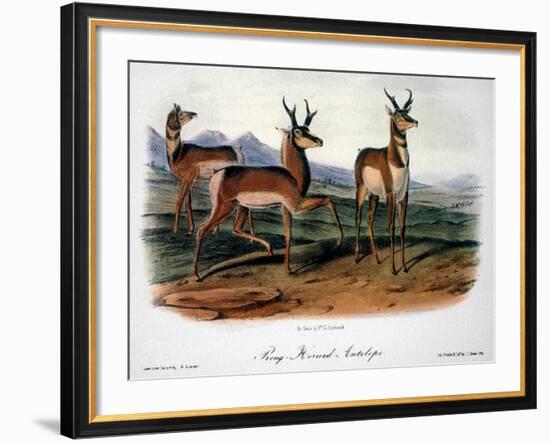 Audubon: Antelope, 1846-John James Audubon-Framed Giclee Print