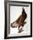 Audubon: Bald Eagle-John James Audubon-Framed Giclee Print