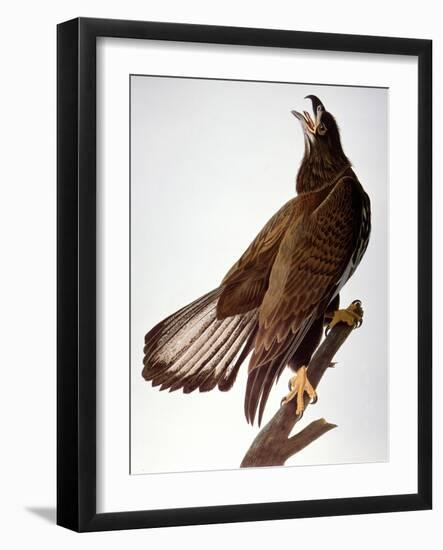 Audubon: Bald Eagle-John James Audubon-Framed Giclee Print