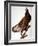 Audubon: Bald Eagle-John James Audubon-Framed Giclee Print