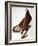 Audubon: Bald Eagle-John James Audubon-Framed Giclee Print