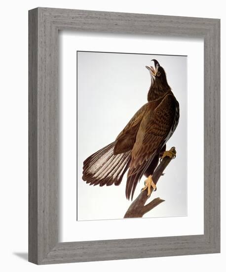 Audubon: Bald Eagle-John James Audubon-Framed Giclee Print