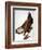 Audubon: Bald Eagle-John James Audubon-Framed Giclee Print