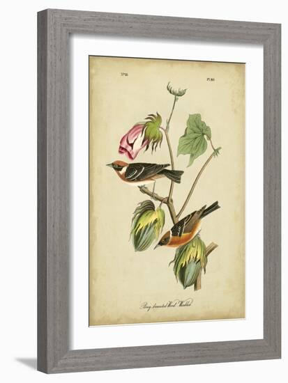 Audubon Bay Breasted Warbler-John James Audubon-Framed Art Print