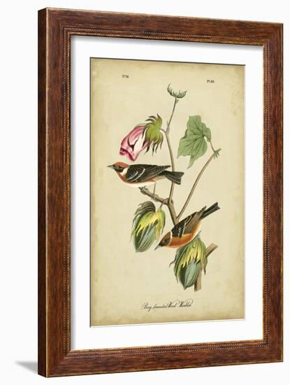 Audubon Bay Breasted Warbler-John James Audubon-Framed Art Print