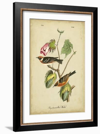 Audubon Bay Breasted Warbler-John James Audubon-Framed Art Print