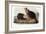 Audubon: Beaver, 1846-John James Audubon-Framed Giclee Print