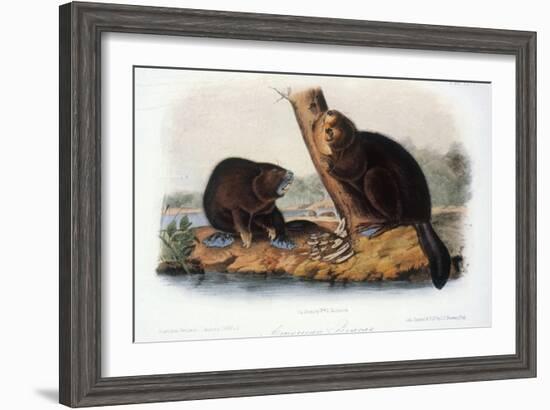 Audubon: Beaver, 1846-John James Audubon-Framed Giclee Print