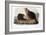 Audubon: Beaver, 1846-John James Audubon-Framed Giclee Print