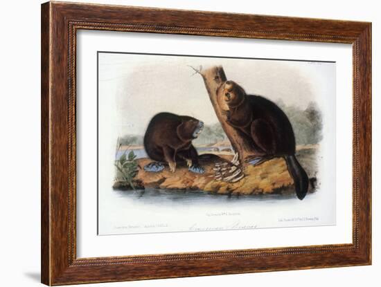 Audubon: Beaver, 1846-John James Audubon-Framed Giclee Print