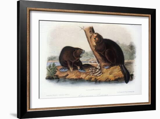 Audubon: Beaver, 1846-John James Audubon-Framed Giclee Print