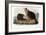 Audubon: Beaver, 1846-John James Audubon-Framed Giclee Print
