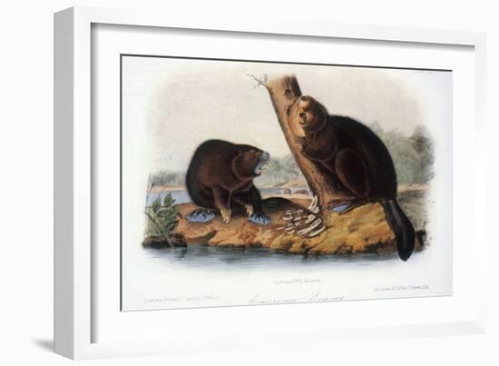 Audubon: Beaver, 1846-John James Audubon-Framed Giclee Print