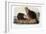 Audubon: Beaver, 1846-John James Audubon-Framed Giclee Print