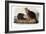 Audubon: Beaver, 1846-John James Audubon-Framed Giclee Print