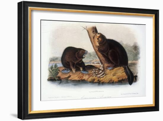 Audubon: Beaver, 1846-John James Audubon-Framed Giclee Print