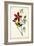 Audubon Bird & Botanical I-John James Audubon-Framed Art Print