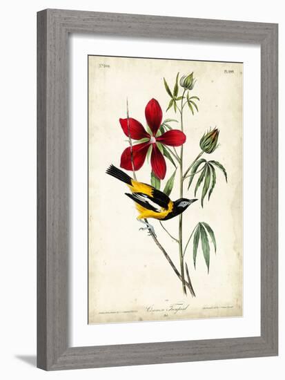 Audubon Bird & Botanical I-John James Audubon-Framed Art Print