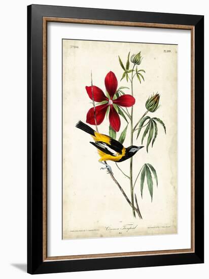 Audubon Bird & Botanical I-John James Audubon-Framed Art Print