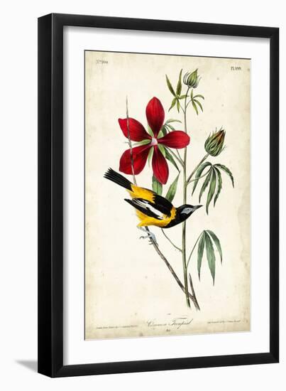 Audubon Bird & Botanical I-John James Audubon-Framed Art Print