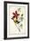 Audubon Bird & Botanical I-John James Audubon-Framed Art Print